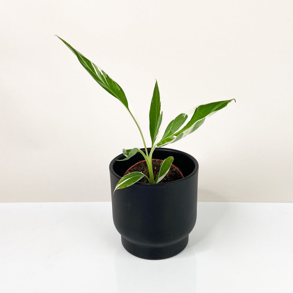 Musa Variegata (Bananenpflanze) – Foliage Dreams