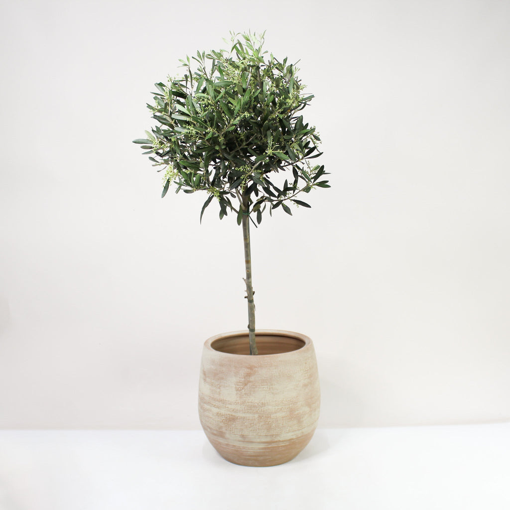 olivenbaum schlafzimmer Olivenbaum (Olea europaea) – Foliage Dreams