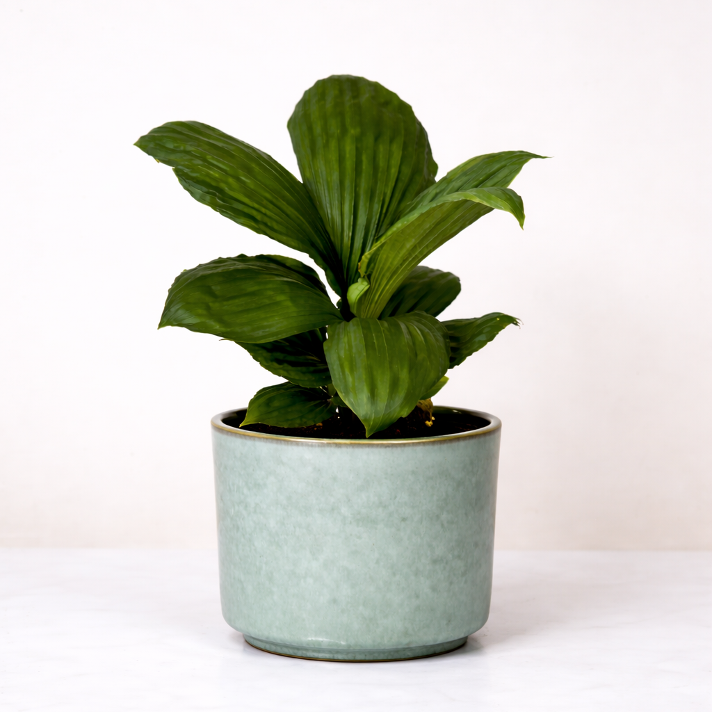 Palmata Jungle Drum Foliage Dreams