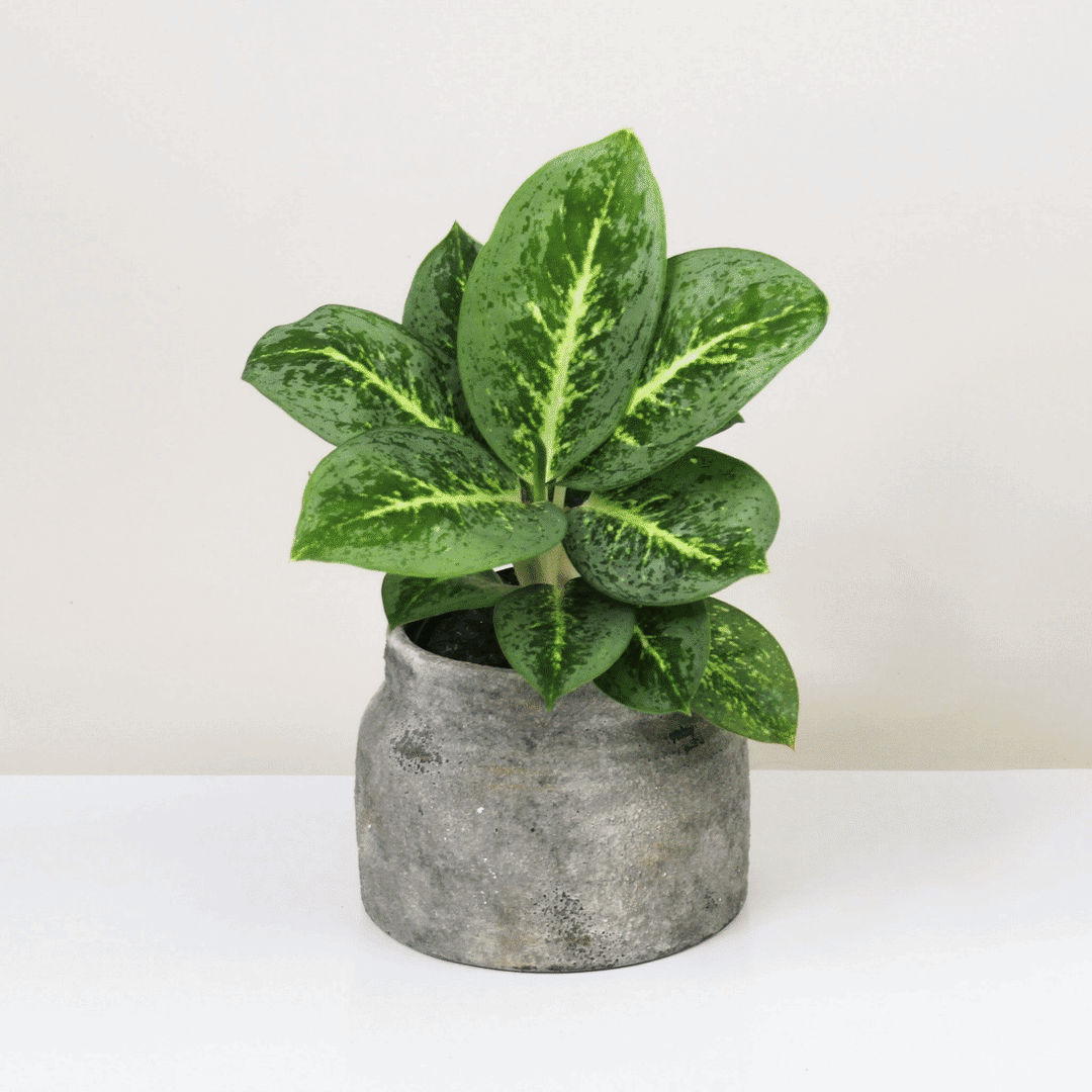 Passende Zimmerpflanze für Calma Übertopf - Philodendron, Zamioculcas, Aglaonema, Alocasia oder ähnliches Foliage Dreams