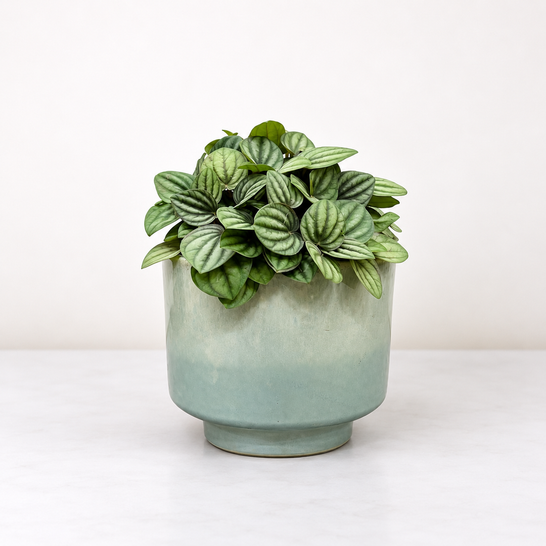 Peperomia Beauty Bologne Foliage Dreams