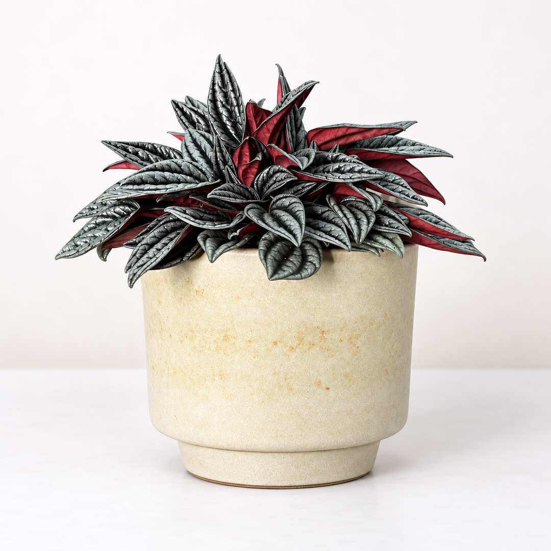 Peperomia Florance Foliage Dreams