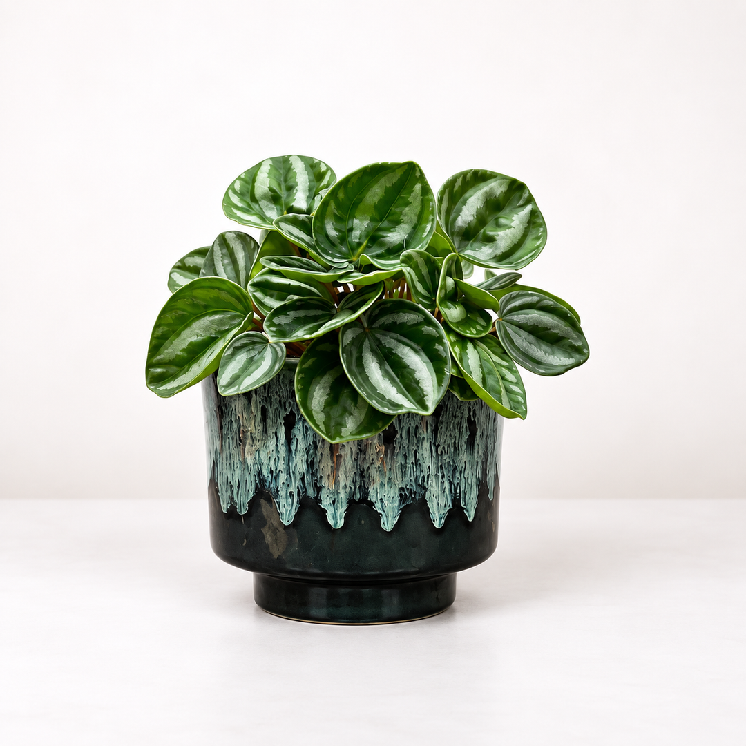 Peperomia Star Fruit Foliage Dreams