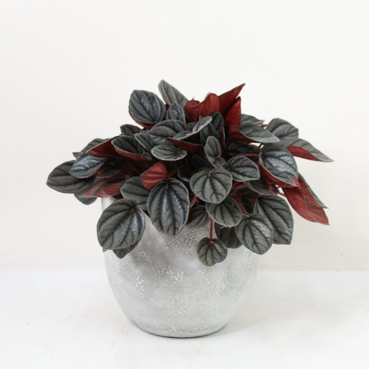 Peperomia Sunrise Foliage Dreams