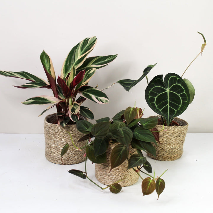 Pflanzen Überraschungspaket (3 Stück) Foliage Dreams
