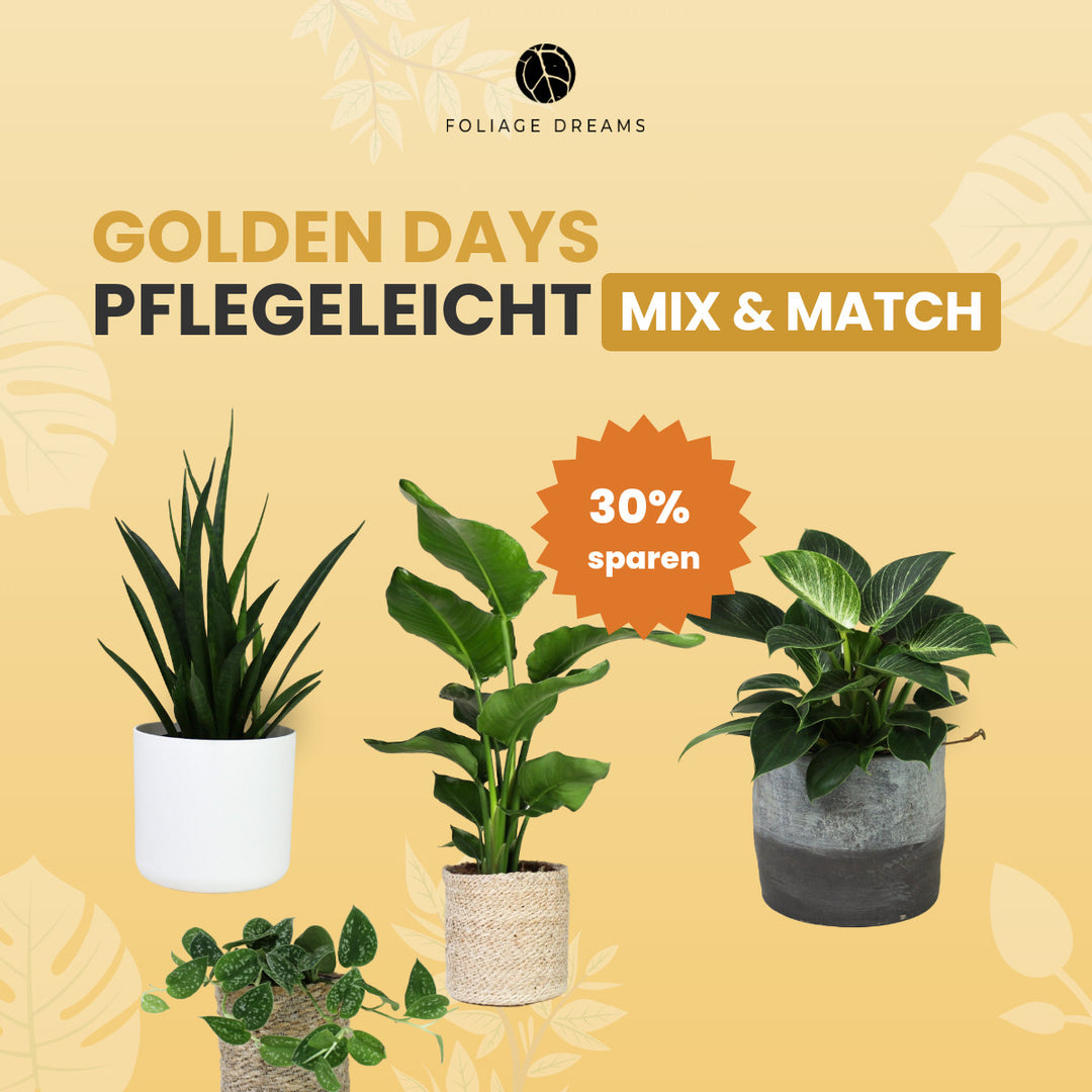 Pflegeleichte Pflanzen Mix&Match Foliage Dreams