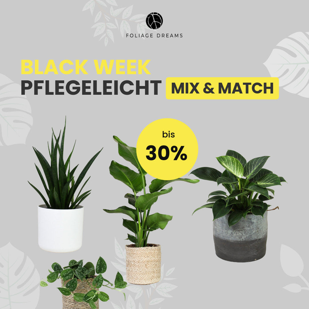 Pflegeleichte Pflanzen Mix&Match Foliage Dreams