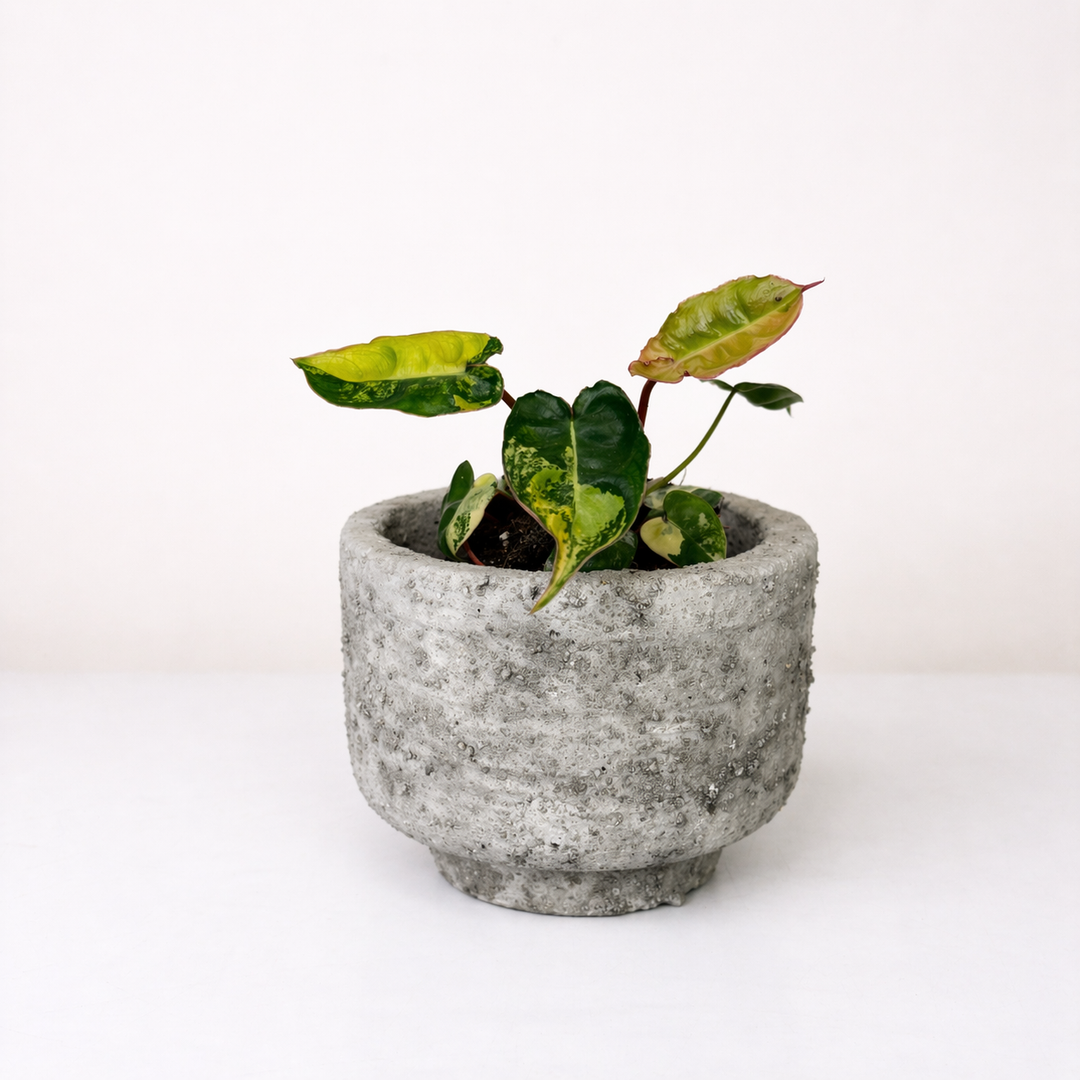 Philodendron Billietiae Variegata Foliage Dreams