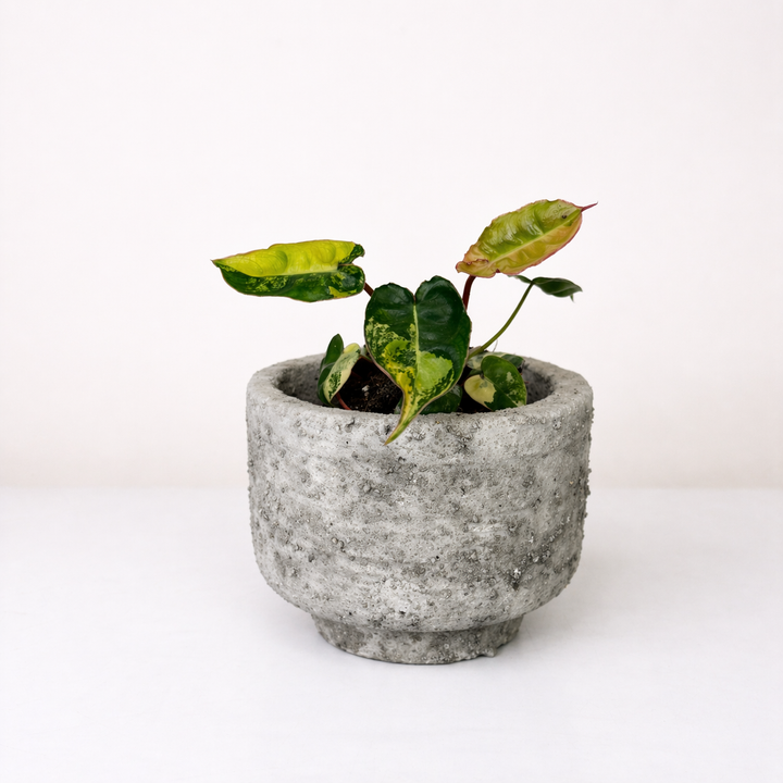 Philodendron Billietiae Variegata Foliage Dreams