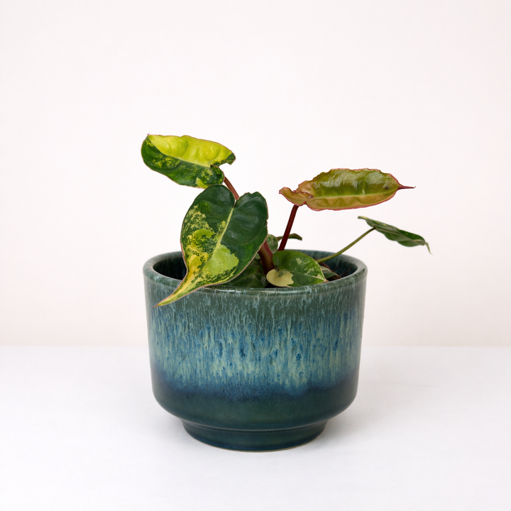 Philodendron Billietiae Variegata Foliage Dreams