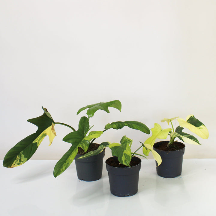 Philodendron Bipennifolium Variegata Foliage Dreams