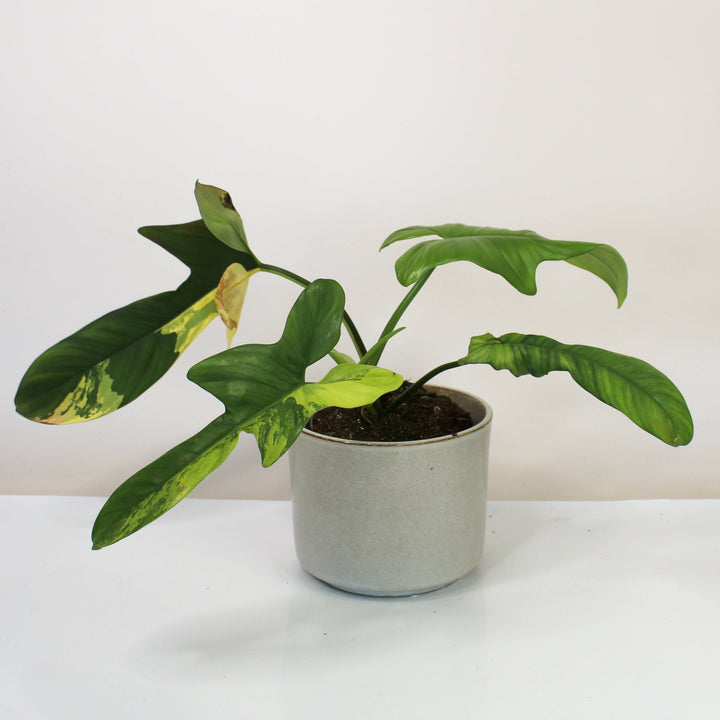 Philodendron Bipennifolium Variegata Foliage Dreams