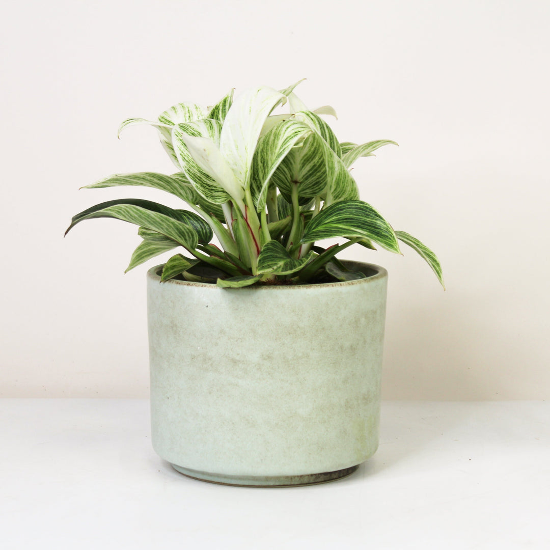 Philodendron Birkin Super White Foliage Dreams