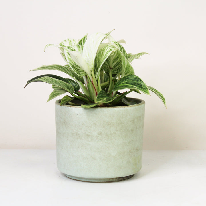 Philodendron Birkin Super White Foliage Dreams