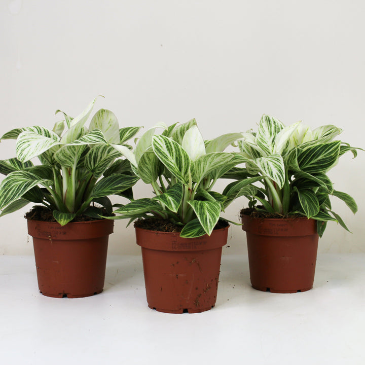 Philodendron Birkin Super White Foliage Dreams