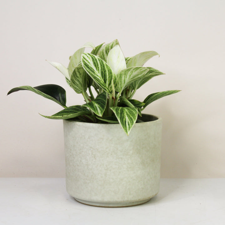 Philodendron Birkin Super White Foliage Dreams