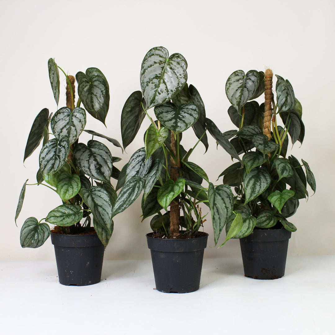 ist philodendron giftig Philodendron Brandtianum – Foliage Dreams