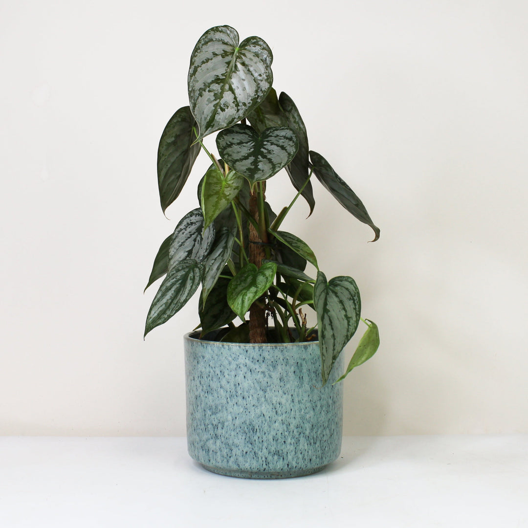 philodendron kletterpflanze Philodendron Brandtianum – Foliage Dreams