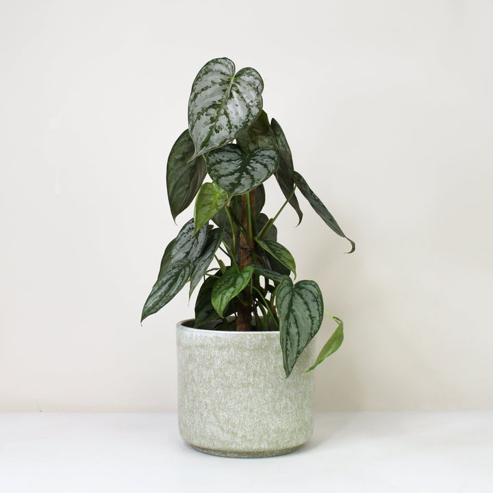 Philodendron Brandtianum Foliage Dreams