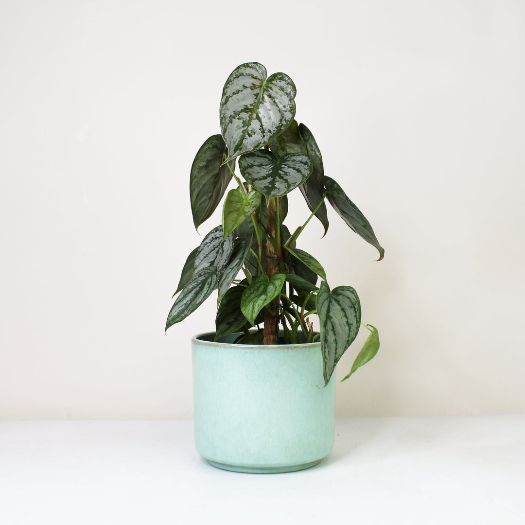 Philodendron Brandtianum Foliage Dreams