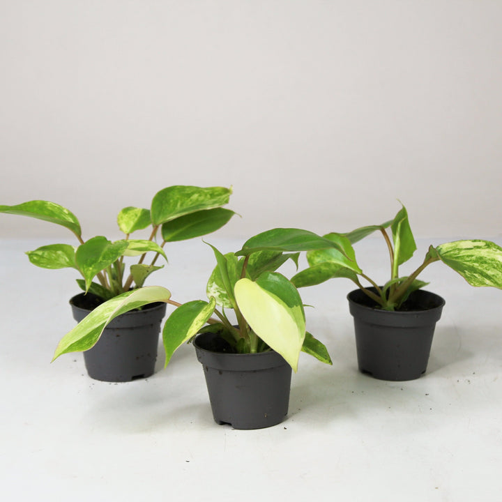 Philodendron Burle Marx Variegata - Babypflanze Foliage Dreams
