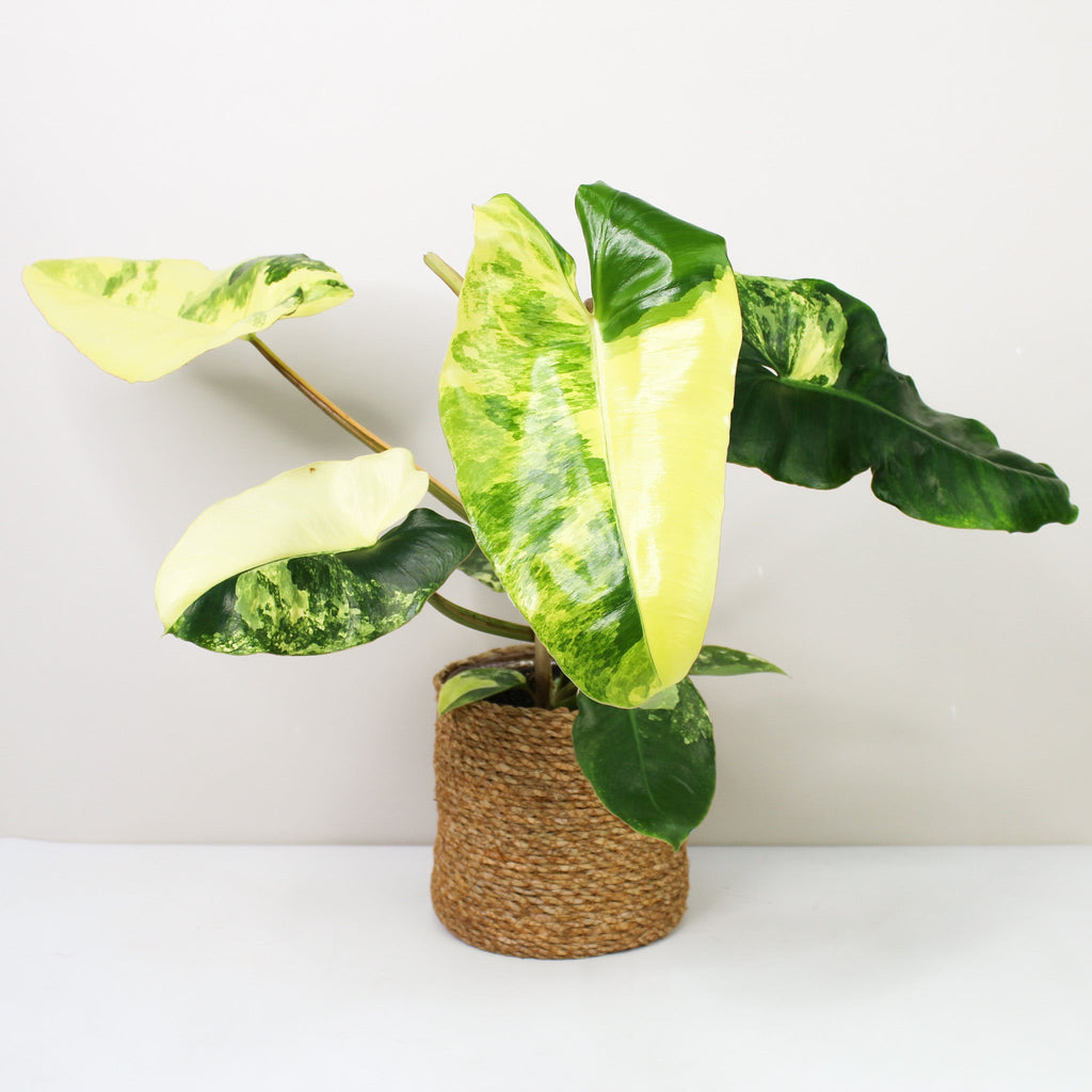 Philodendron Burle Marx Variegata – Foliage Dreams