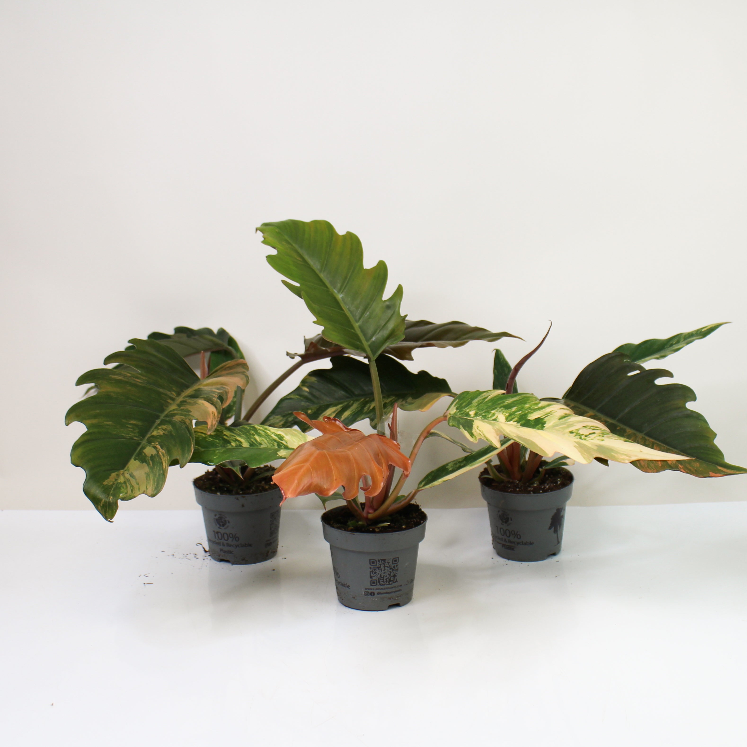 Philodendron Caramel Marble Variegata – Foliage Dreams