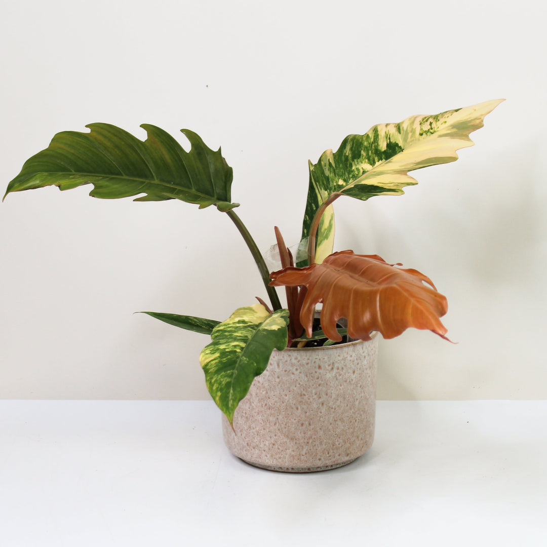 Philodendron Caramel Marble Variegata Foliage Dreams