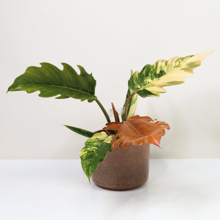 Philodendron Caramel Marble Variegata Foliage Dreams