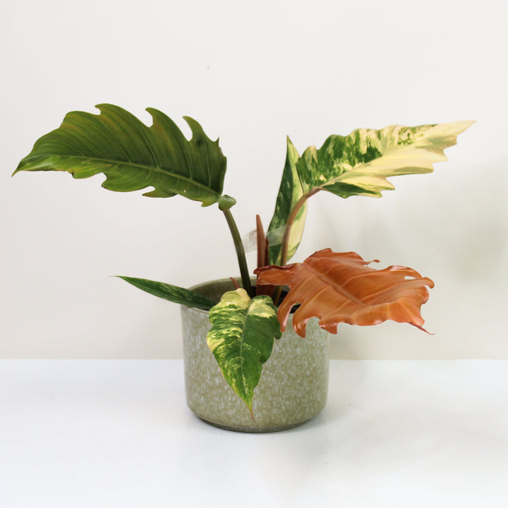 Philodendron Caramel Marble Variegata Foliage Dreams