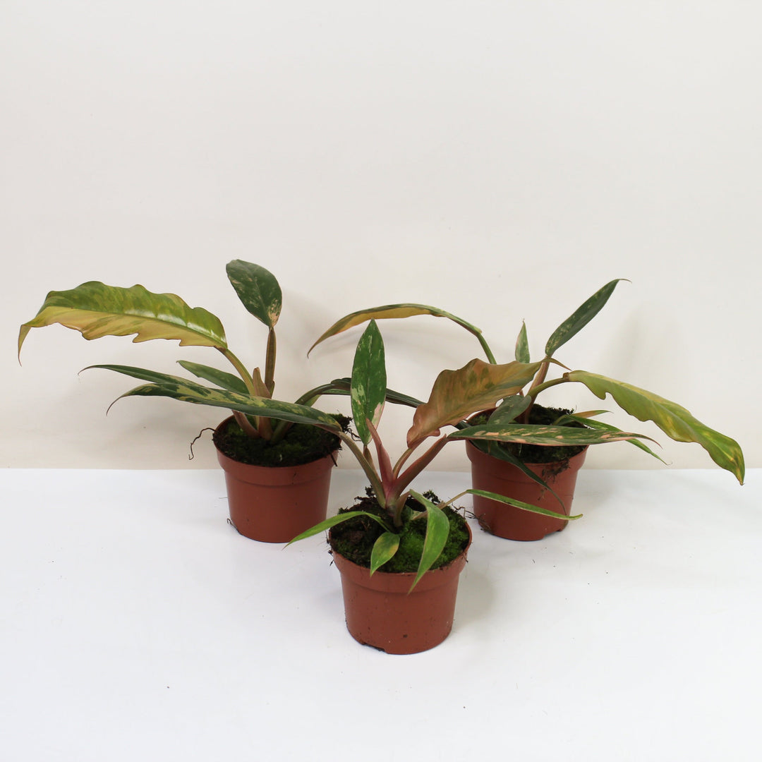 Philodendron Caramel Marble Variegata S Foliage Dreams