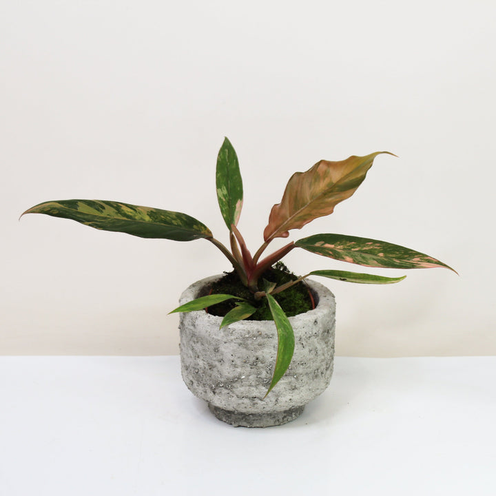 Philodendron Caramel Marble Variegata S Foliage Dreams