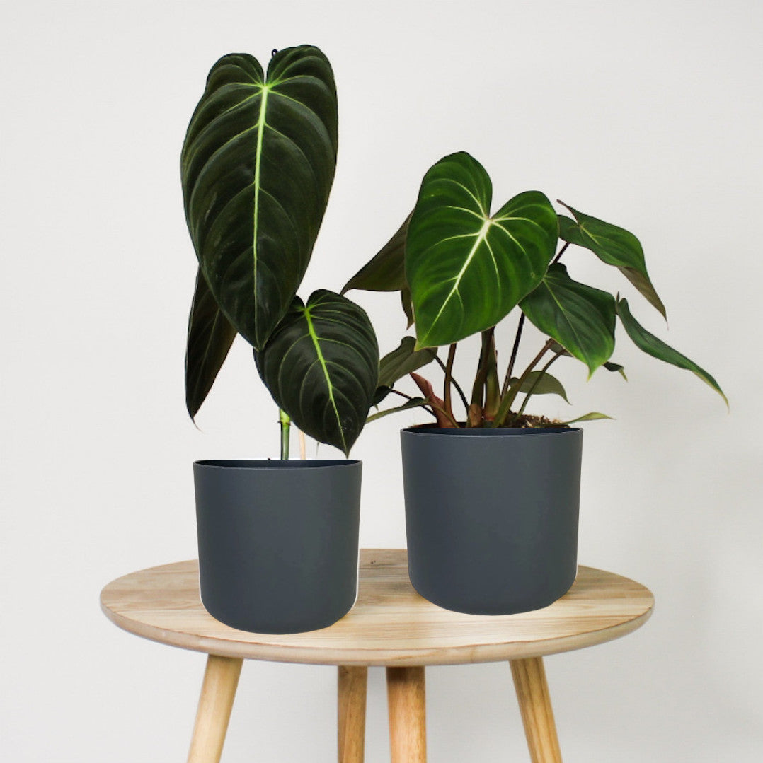 Philodendron Duo + Übertöpfe – Foliage Dreams