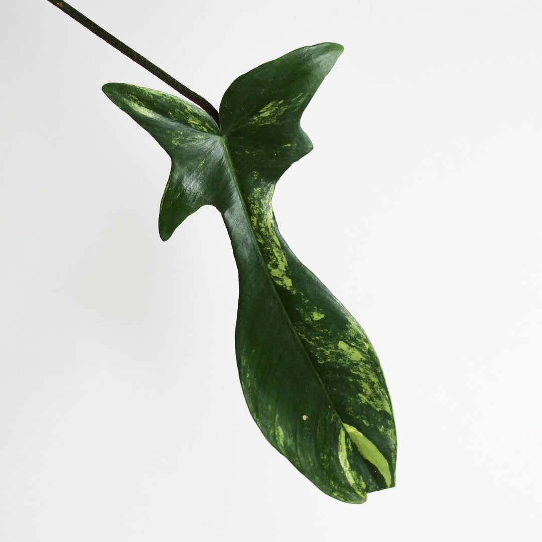 Philodendron Florida Beauty - Ableger Wenig Foliage Dreams