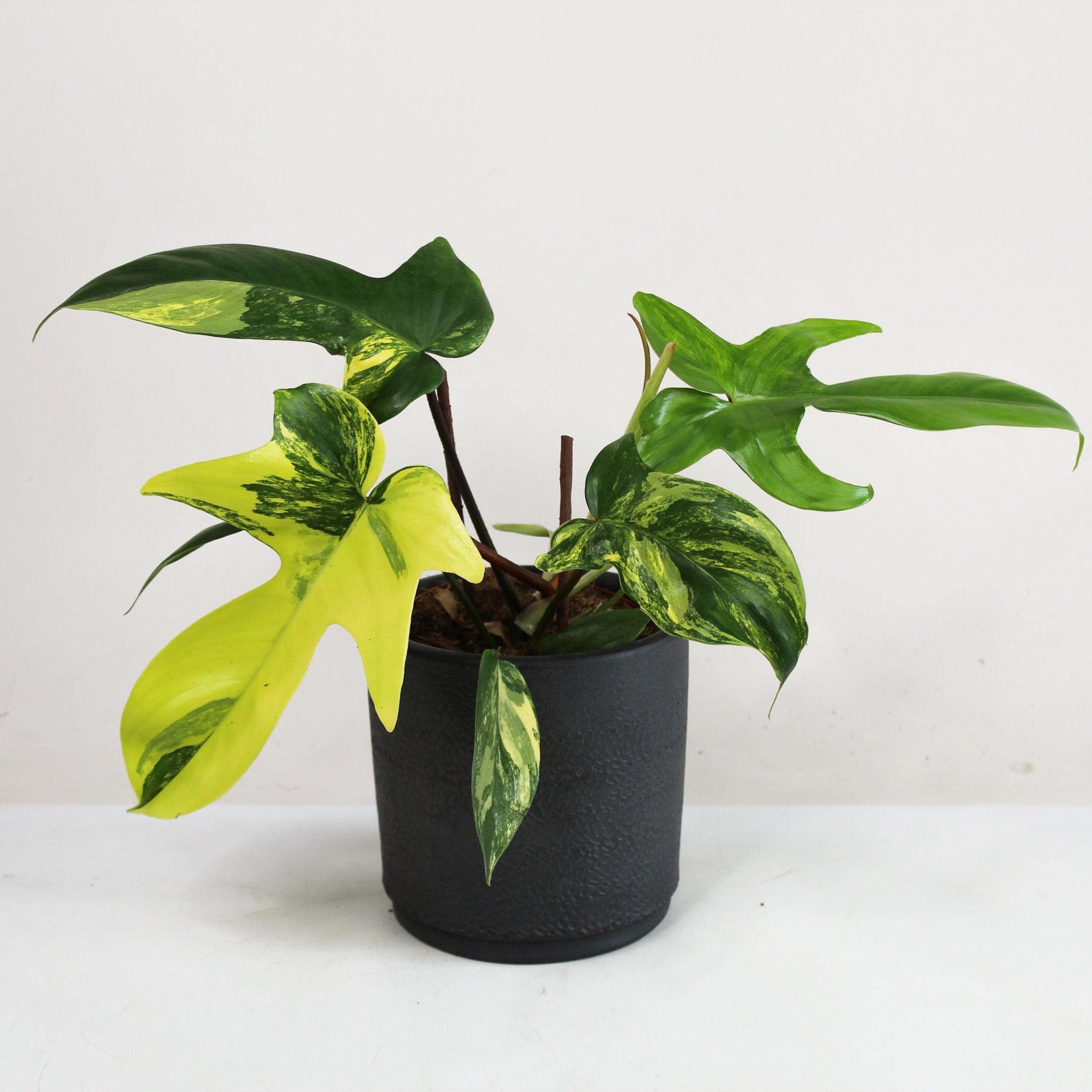 philodendron florida beauty kaufen Philodendron Florida Beauty – Foliage Dreams