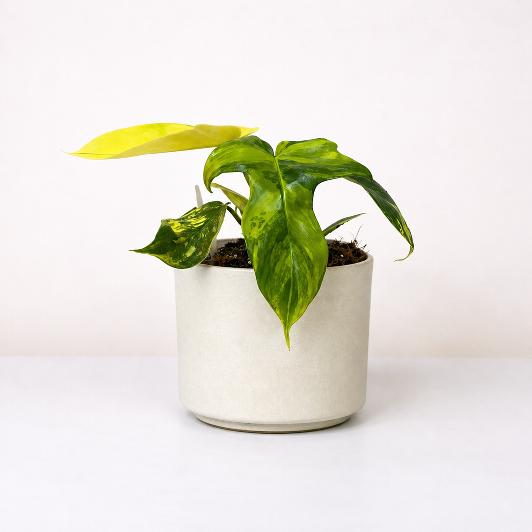 gelbe blätter philodendron Philodendron Florida Beauty – Foliage Dreams
