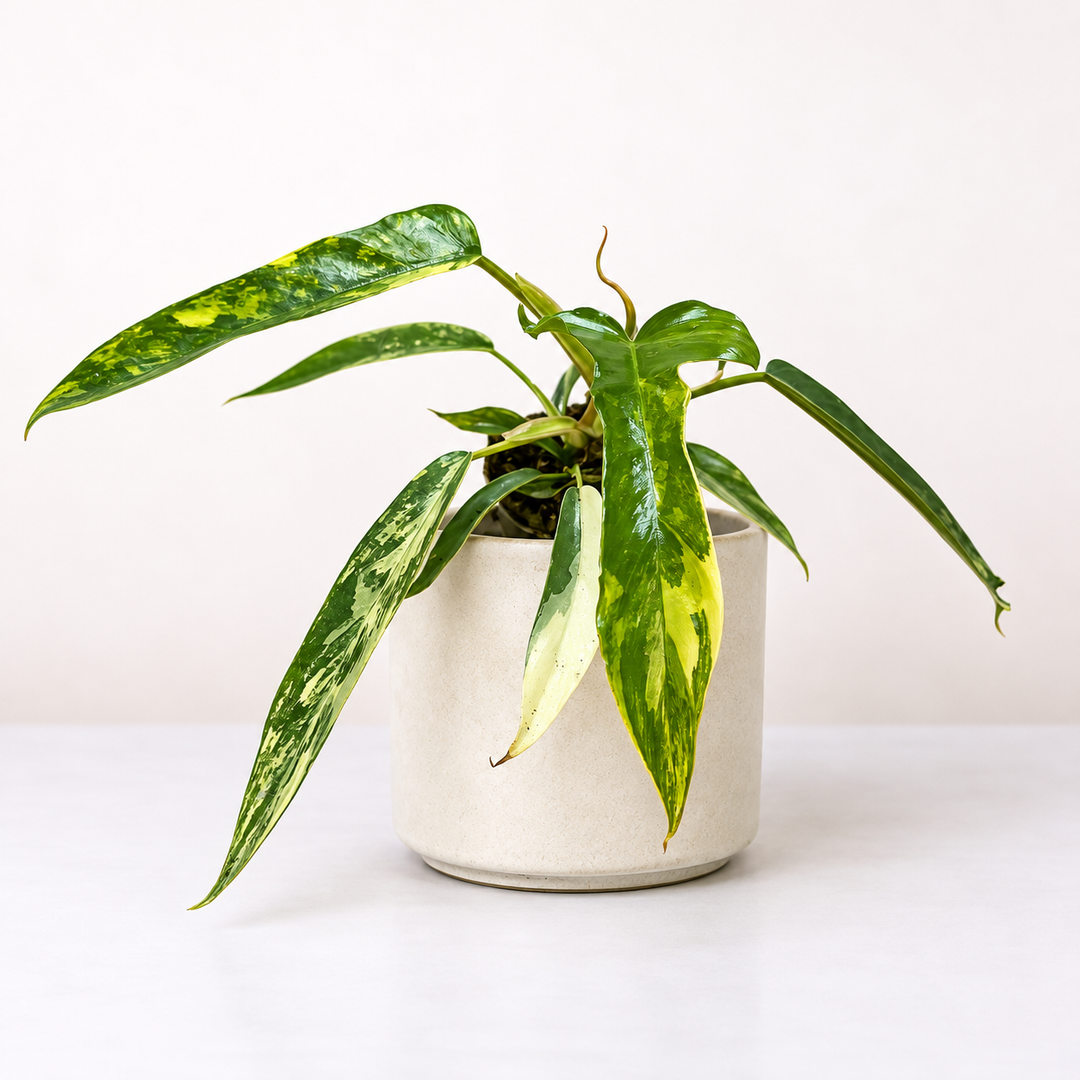 Philodendron Florida Beauty x Tortum variegata Foliage Dreams