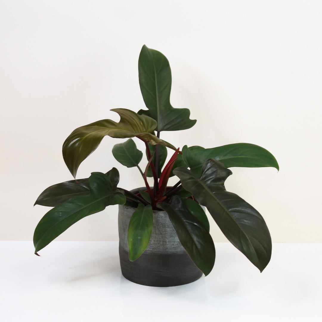 Philodendron Florida Bronze M Foliage Dreams