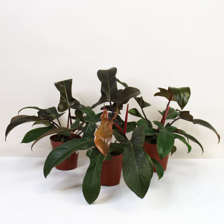 Philodendron Florida Bronze M Foliage Dreams