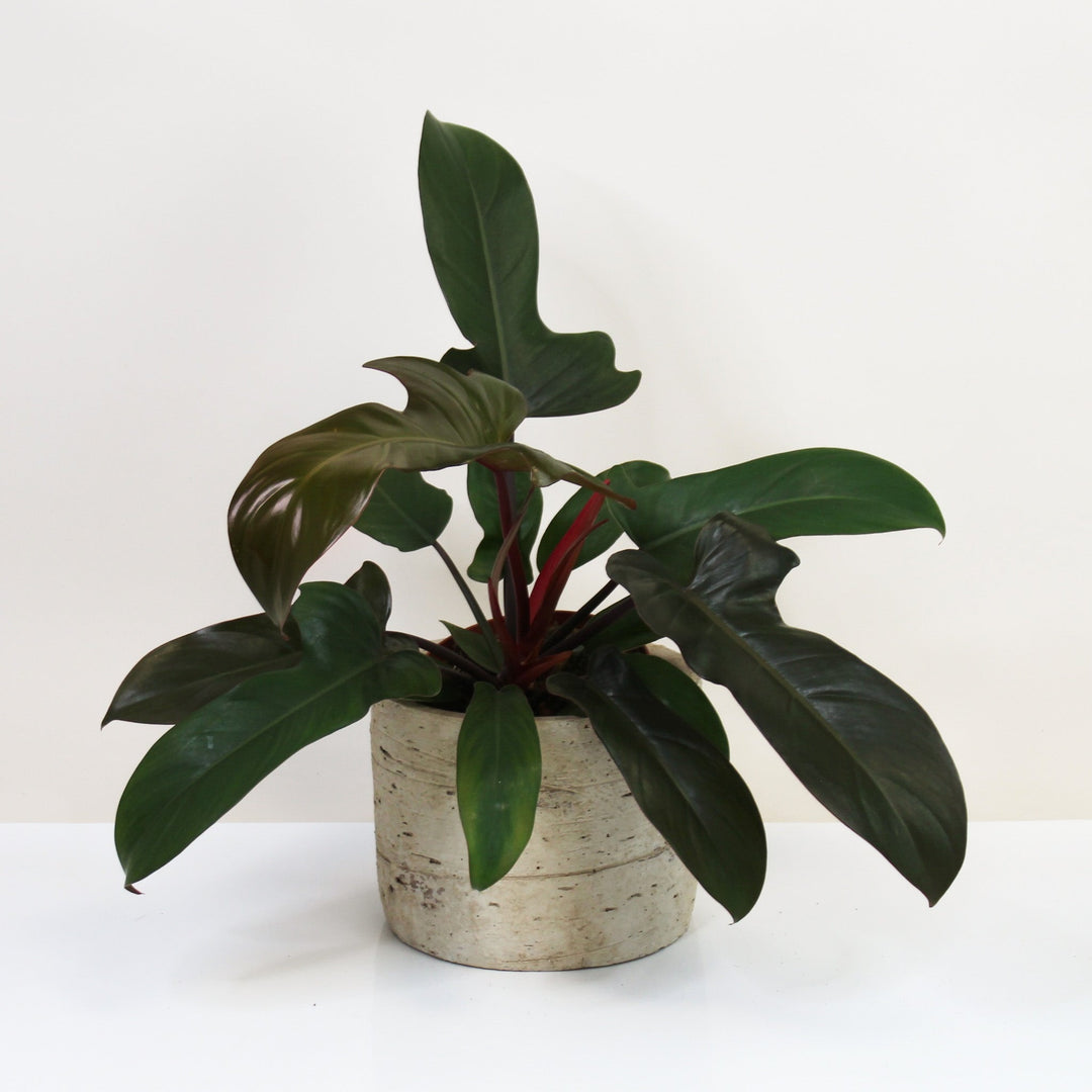 Philodendron Florida Bronze M Foliage Dreams