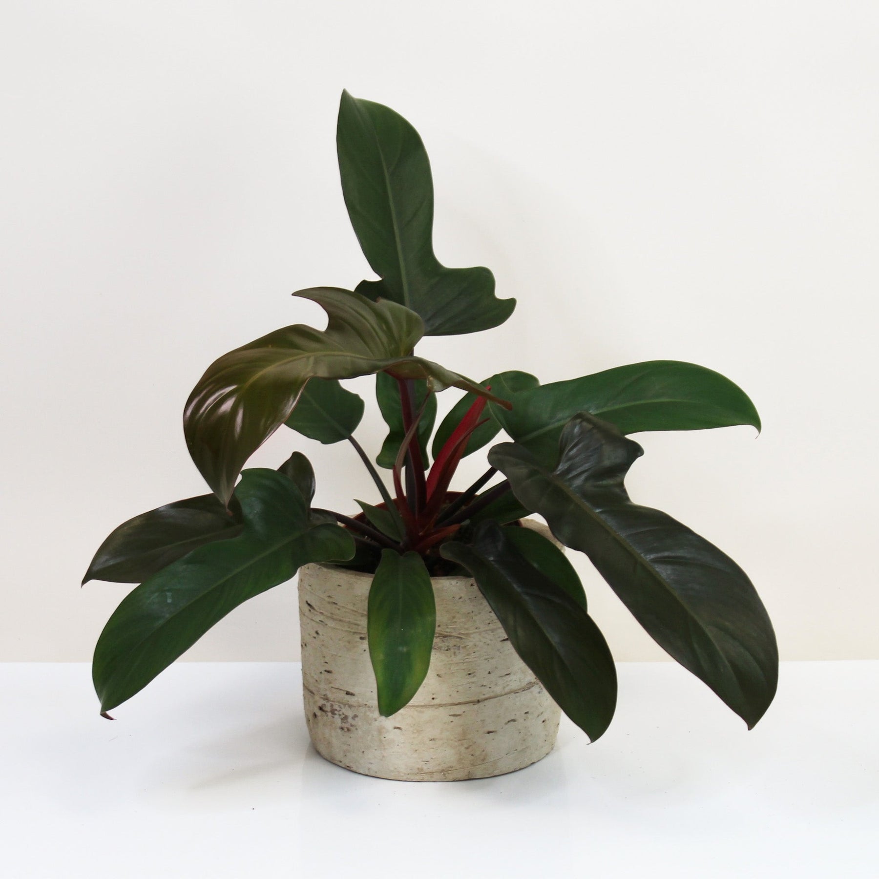 philodendron florida bronze Philodendron Florida Bronze – Foliage Dreams