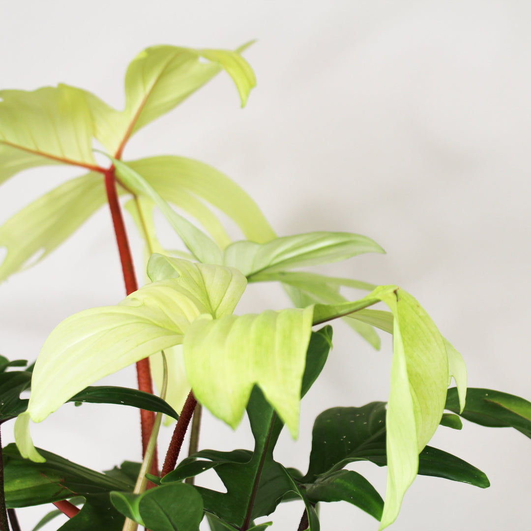 Philodendron Florida Ghost Foliage Dreams