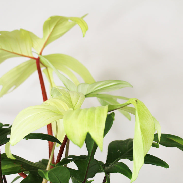Philodendron Florida Ghost Foliage Dreams