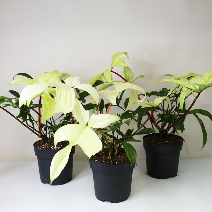 Philodendron Florida Ghost Foliage Dreams