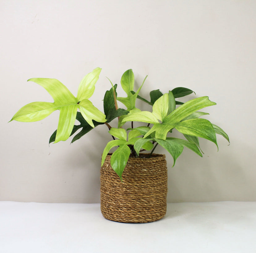 Philodendron Florida Ghost Foliage Dreams