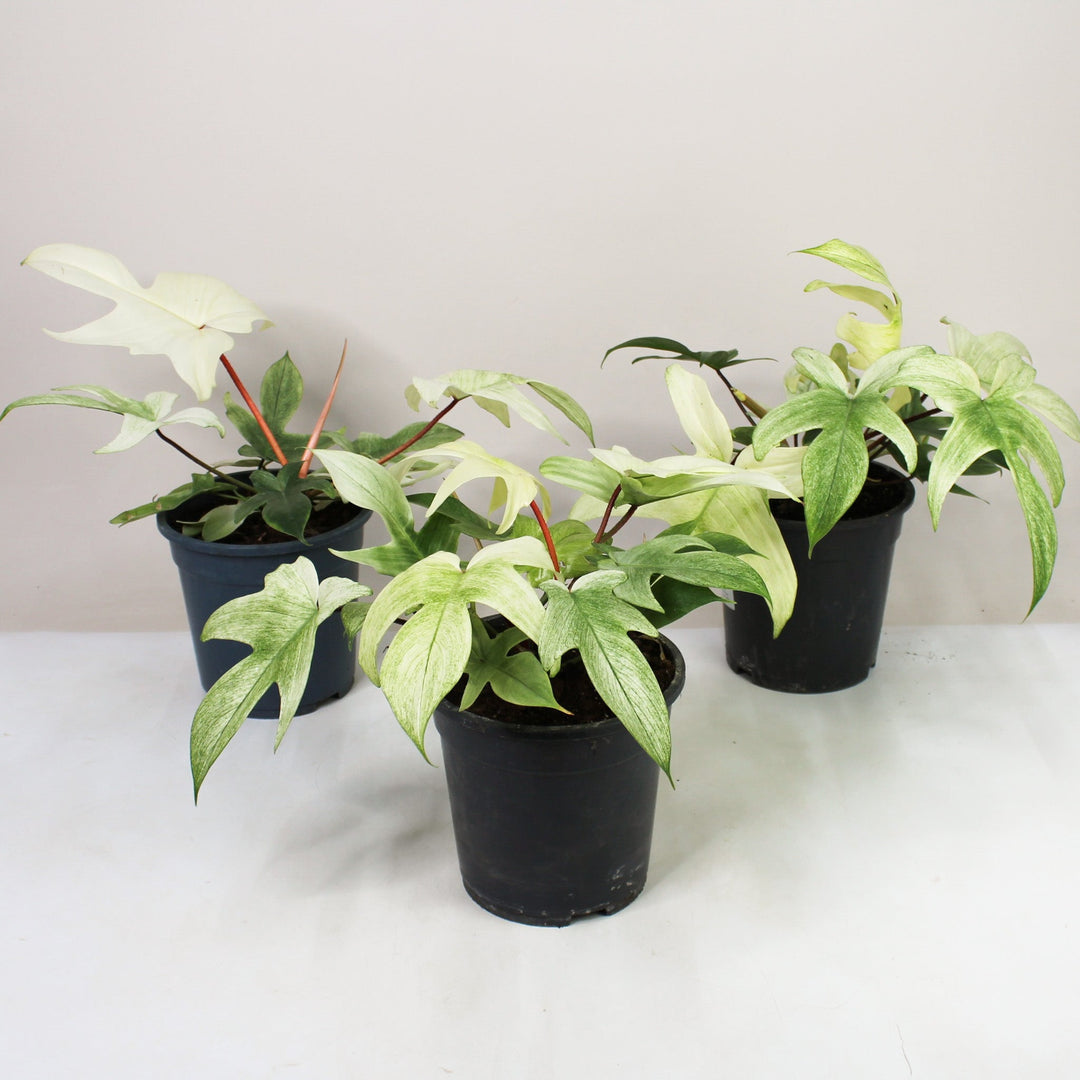 Philodendron Florida Ghost Foliage Dreams