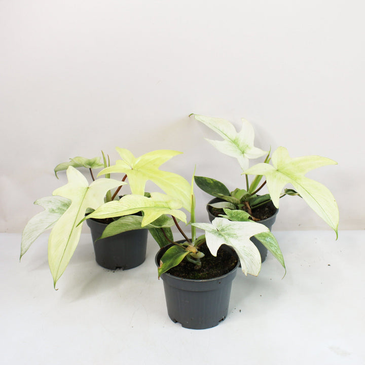 Philodendron Florida Ghost Foliage Dreams