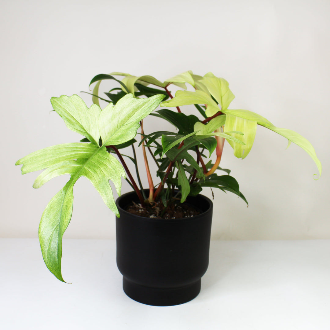 Philodendron Florida Ghost L Foliage Dreams
