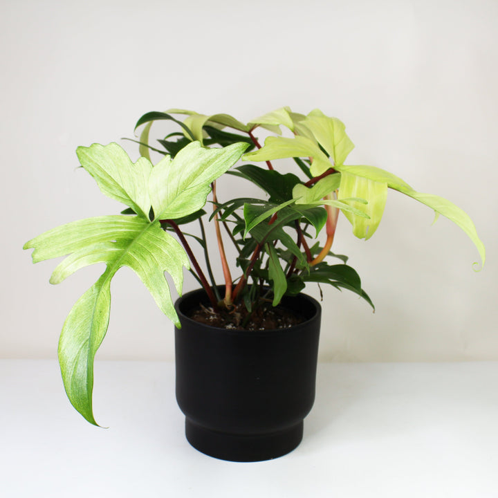 Philodendron Florida Ghost L Foliage Dreams