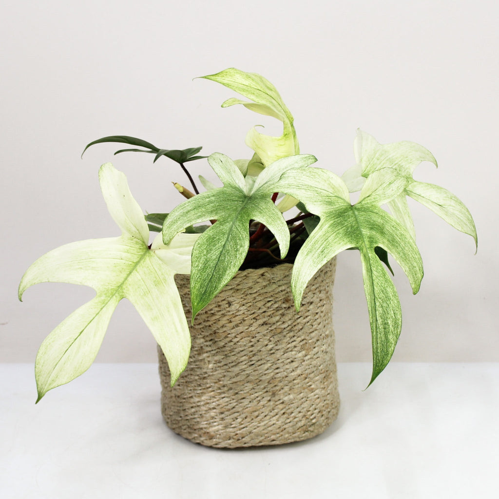Philodendron Florida Ghost – Foliage Dreams